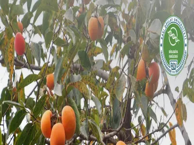 BSU researchers investigate th...
